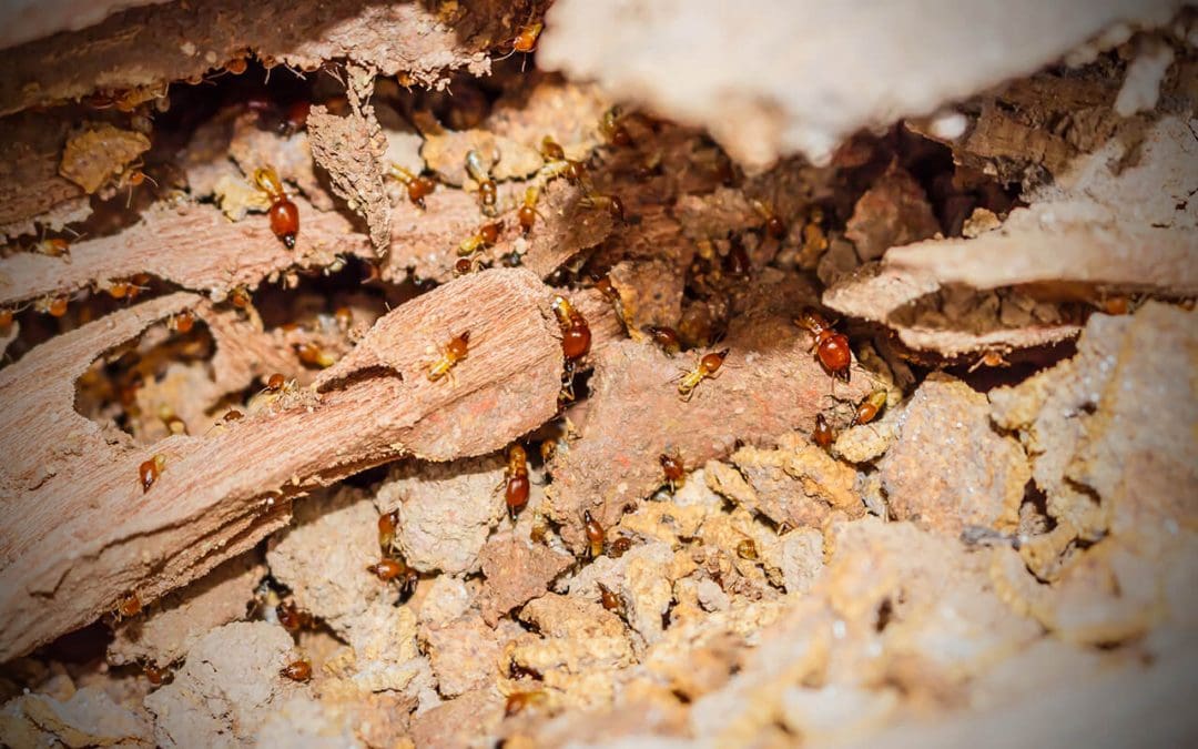 4 Signs of Termites In Your Home