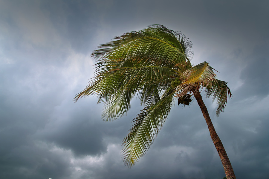 hurricane tropical storm coconut palm tree leaves cloudy gray sky Wind Mitigation