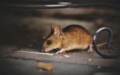 7 Tips to Prevent a Pest Infestation in a Home