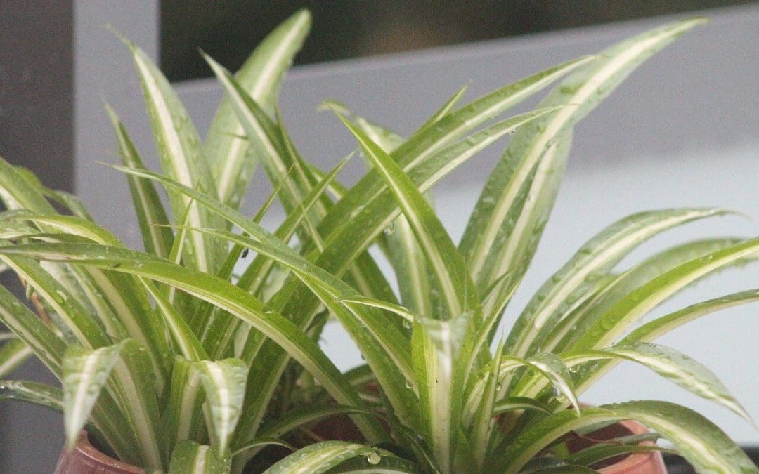Easy Ways to Improve Indoor Air Quality: 6 Tips for Modern Homes