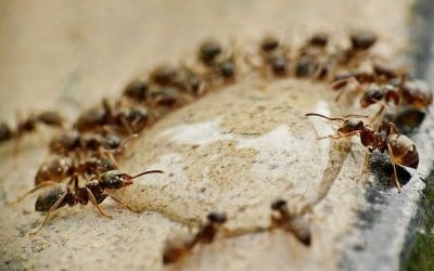 5 Simple and Effective Tips to Get Rid of Ants