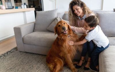 Pet-Friendly Home:  Creating a Safe Haven